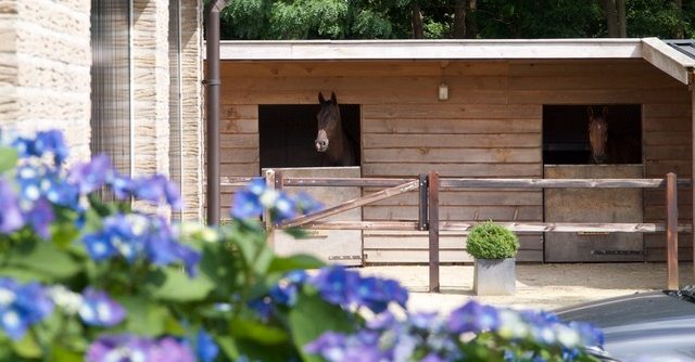 OLYMPUS DIGITAL CAMERA Jiska op skippybal bij paard